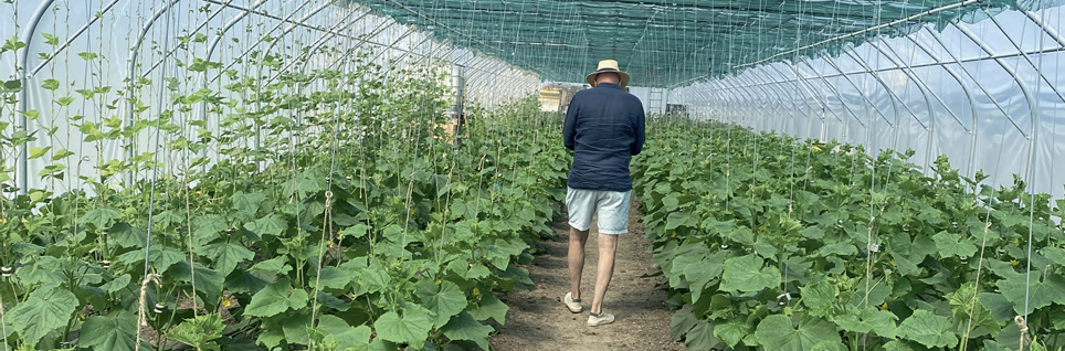 Man met rug naar de camera in een kas met planten met grote groene bladen